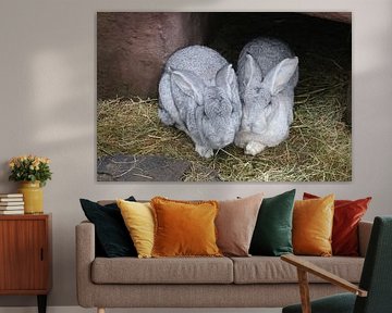 2 big flemish giants