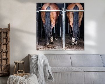 Paardenbenen in trailer: Nice buttocks! van Ramona Stravers