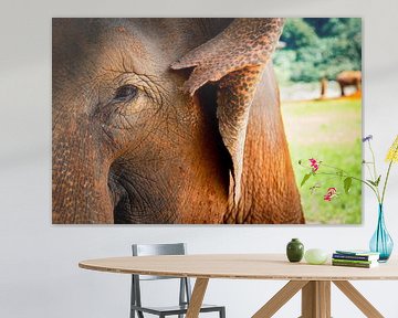 Elefant im Reservat Thailand von 079Photography