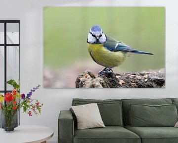 Blaumeise (Cyanistes caeruleus)