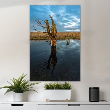Sunken tree