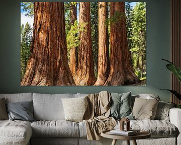 Sequoia's in Mariposa Grove, Yosemite National Park, Californië, Verenigde Staten, VS, van Markus Lange
