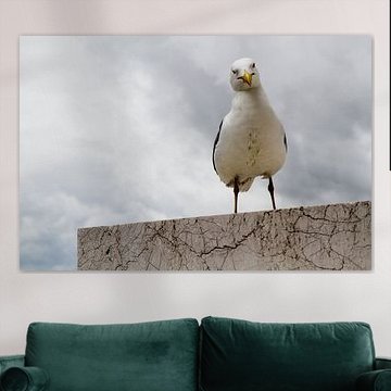 Goéland comme gardien de la tour