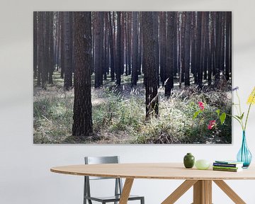 Pine forest East Germany by Alexander Wasem