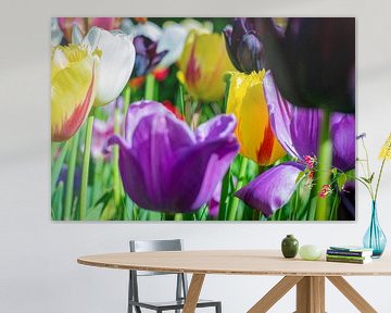 All Tulp Matters van Remco de Jonge Photogaphy