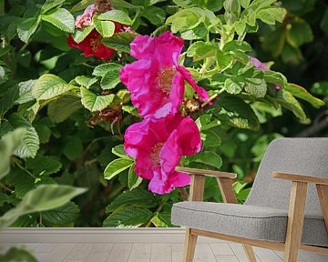 Blüten der Kartoffel-Rose auf Langeoog von Jörg Sabel - Fotografie