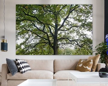 Baum