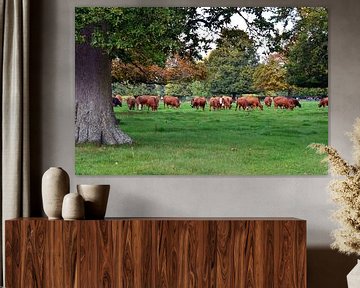 Kudde grazende roodbonte koeien in een wei met eikenbomen in de Cotswolds van Gert Bunt