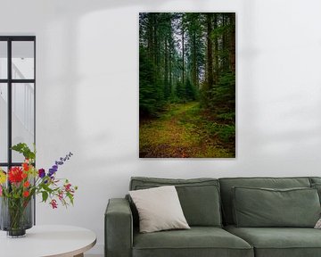 Speulderbos 2 by Bas Schneider