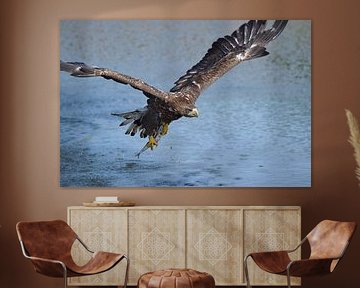 European white-tailed eagle