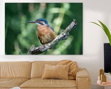 Kingfisher