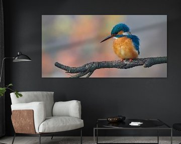 Kingfisher in pastel colours, panorama size by Kingfisher.photo - Corné van Oosterhout