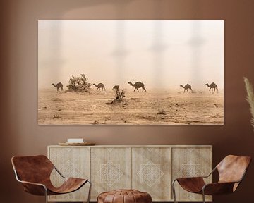 Camels in the desert