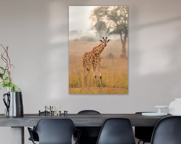 Een jong giraffe in het morgenlicht kijkend naar de camera. van Gunter Nuyts