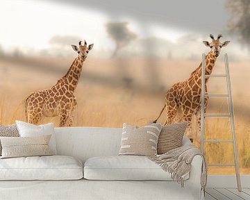 Jonge giraffen in het morgenlicht. van Gunter Nuyts