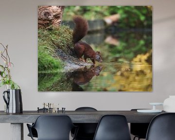 Eekhoorn aan het water in het bos