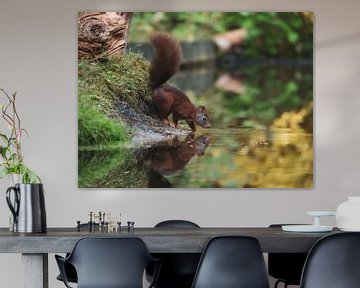 Eekhoorn aan het water in het bos van Karin Schijf