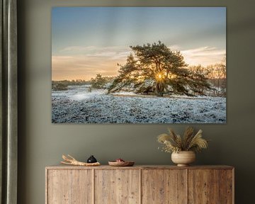 Winter op de Brunssummerheide van John van de Gazelle fotografie