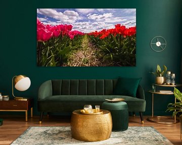 Rode en rozen tulpen in volle bloei van Schram Fotografie