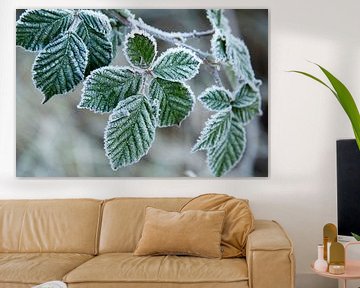 Groene bladeren met een laagje ijs van Schram Fotografie