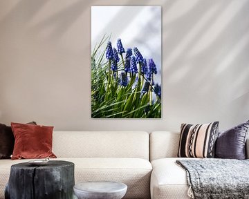 Blauwe druifjes in volle bloei van Schram Fotografie