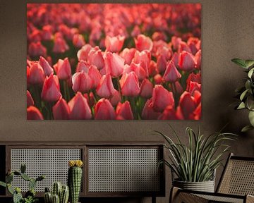 Rode tulpen in zacht avondlicht van Schram Fotografie