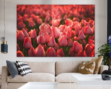 Des tulipes rouges dans la douce lumière du soir sur Schram Fotografie