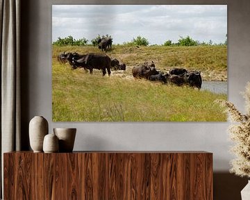 Group of African buffalo near the water by Frits Schulte