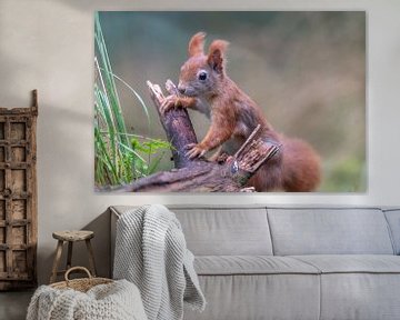 Rode eekhoorn in de Kalmthoutse Heide van Sven Scraeyen