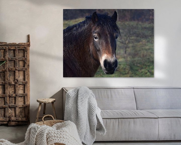 Pferd Bild auf Leinwand 80x45cm Tiere Gerahmt