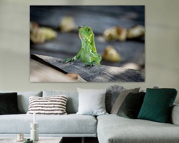Green Leguan by Visual Approach