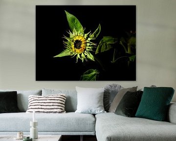 tournesol