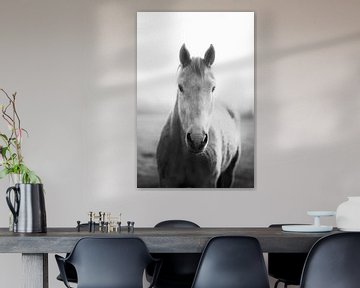Alte weiße Pferd (Pferdestute), die in die Kamera schaut, in schwarz und weiß von John Quendag