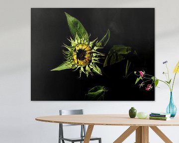 tournesol