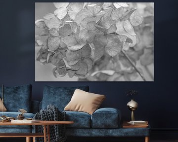 hydrangea #24 by Hanneke Bantje