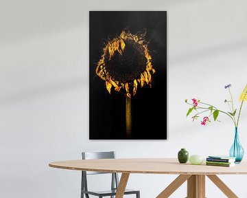 zonnebloem