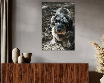 Grey rough-haired dachshund by Norbert Sülzner