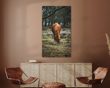 Wild paard van AciPhotography