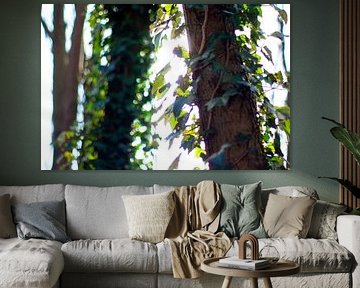 Close-up van bomen met zonlicht