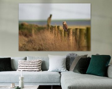 The short-eared owl by Ruben Van Dijk