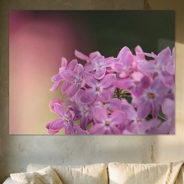 Macro fleur de lilas rose pourpre