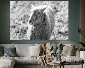 een jong schaap lam lammetje in zwart-wit