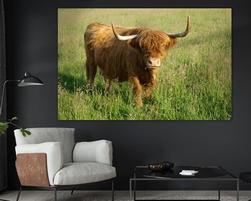 Scottish Highland Cattle by Norbert Sülzner