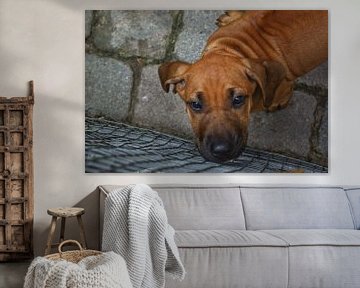 Een jonge Rhodesische Ridgeback