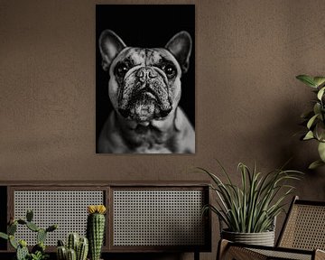 Französische Bulldogge Lilly von Lotje van der Bie Fotografie