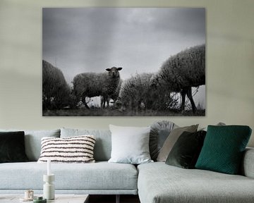schapenkudde van Teun Gerritsen