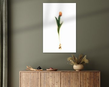 Tulpe mit Tulpenzwiebel von Lotje van der Bie Fotografie