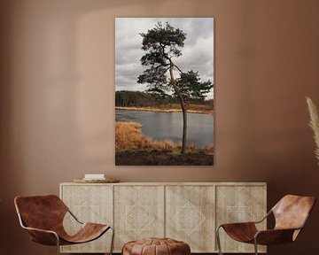 un arbre solitaire sur une lande