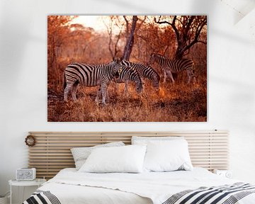 Zebra's die eten tijdens zonsondergang