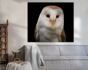 Portrait of a barn owl